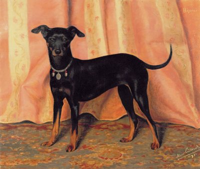 Studio di Bijou, un Bichon Terrier, 1893 da Alice Leotard
